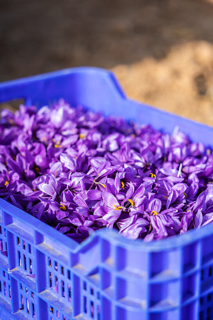 A bright blue plastic crate brimming with freshly picked saffron flowers, contrasting against the earthy background, ready for spice processing