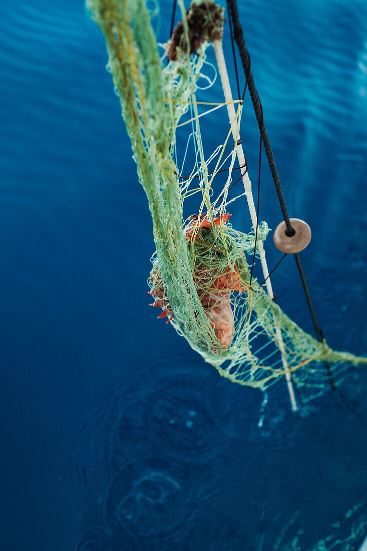 From above red Scorpaena Scrofa hanging in net floating against blue sea water during traditional fishing in Soller near Balearic Island of Mallorca