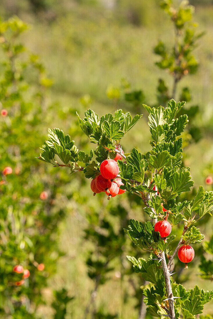 Frische Ribes rubrum Beeren auf einem Zweig mit grünen Blättern, die an einer Pflanze in einer Bio-Plantage an einem sonnigen Tag wachsen