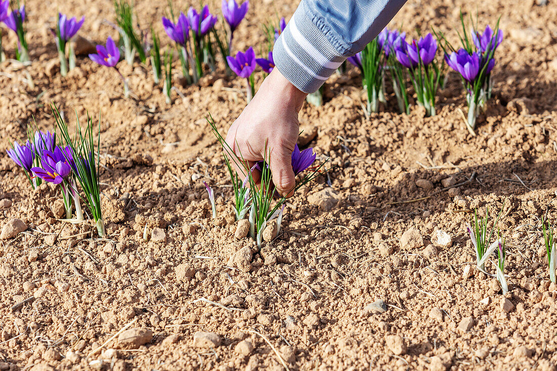 Cropped unerkennbar Arbeiter sorgfältig Hand-Picking zarten lila Safran Blumen in einem Feld während der Erntezeit
