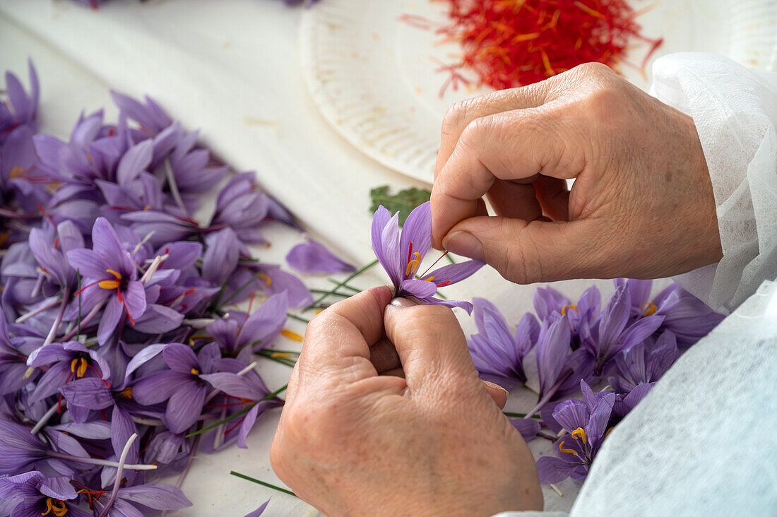 Hände zupfen zart rote Safranfäden von lila Krokusblüten während der Ernte