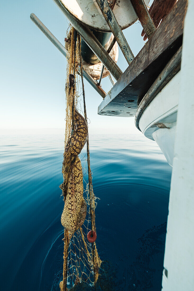 Gefangene Muraena helena in einem Schoner während der traditionellen Fischerei in Soller nahe der Baleareninsel Mallorca vor einer spektakulären Meereslandschaft