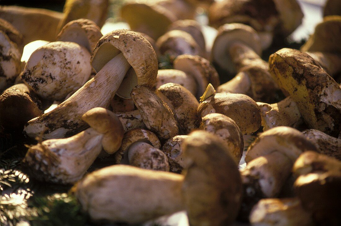 Viele frische Steinpilze auf Erdboden