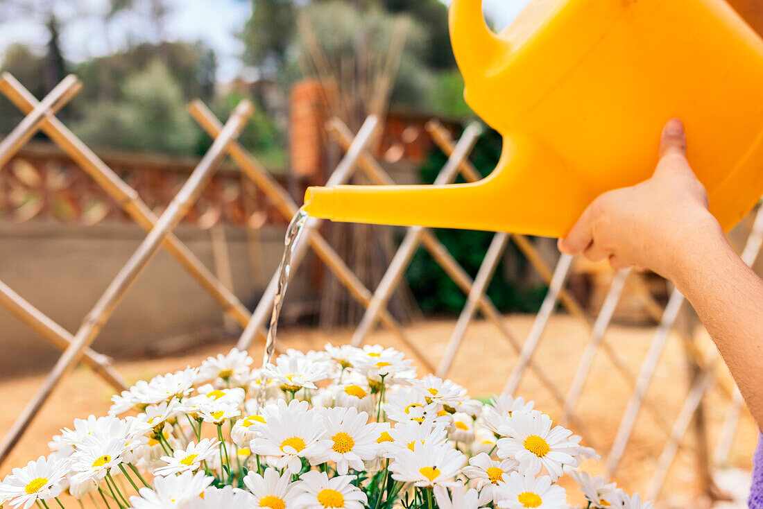 Pflanzenhand hält gelbe Gießkanne beim Gießen aromatischer blühender weißer Blumen im Garten bei Tageslicht