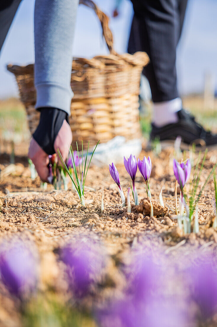 Abgeschnittene, nicht erkennbare Arbeiter mit Handschuhen, die vorsichtig von Hand zarte lila Safranblüten auf einem sonnenbeschienenen Feld pflücken, mit einem Korb mit geernteten Blüten in der Nähe, der die traditionellen Methoden der Safransammlung hervorhebt