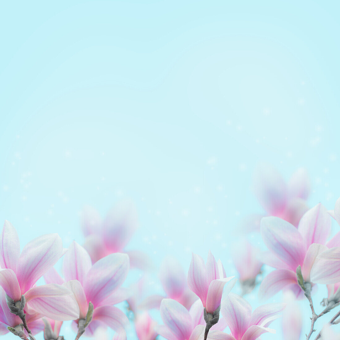 Lovely Magnolia Blumen blühen Hintergrund auf blau. Frühling Natur Konzept