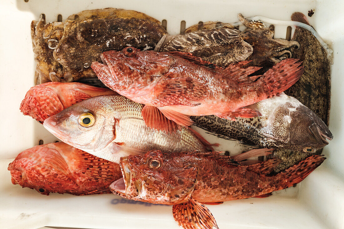 Von oben Auswahl verschiedener frischer, ungekochter Fische in weißen Behältern in Soller während der traditionellen Fischfangzeit