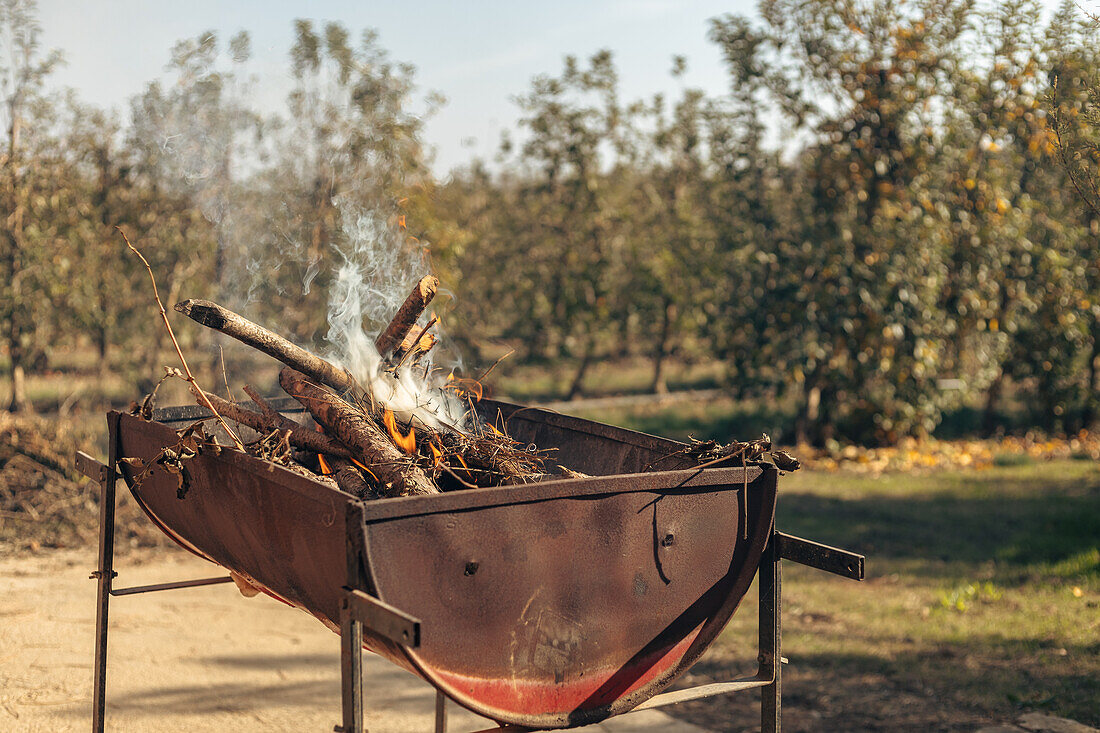 A rustic fire pit overflowing with smoldering branches and leaves in an orchard setting, with smoke rising against a clear sky