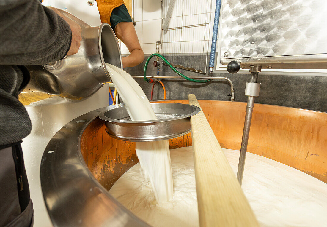 Milch fließt aus einem Pasteurisierer aus rostfreiem Stahl in einen Bottich in einer Käserei, die die ersten Schritte der Käseherstellung zeigt