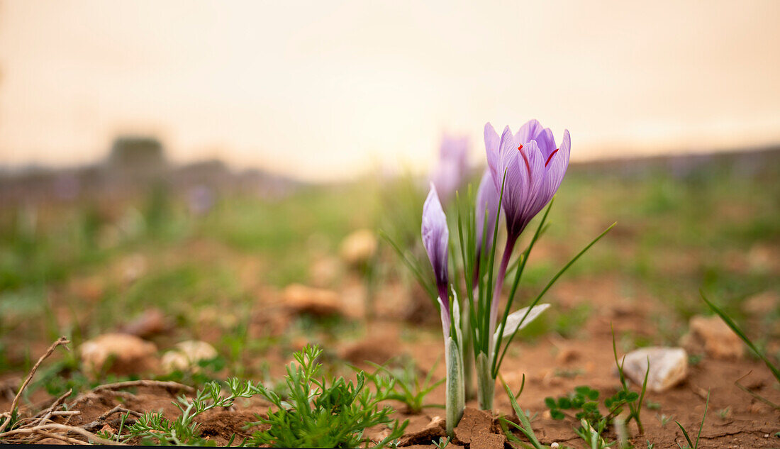 Delicate purple saffron crocus flowers captured at dawn, symbolizing the beginning of the saffron harvest season
