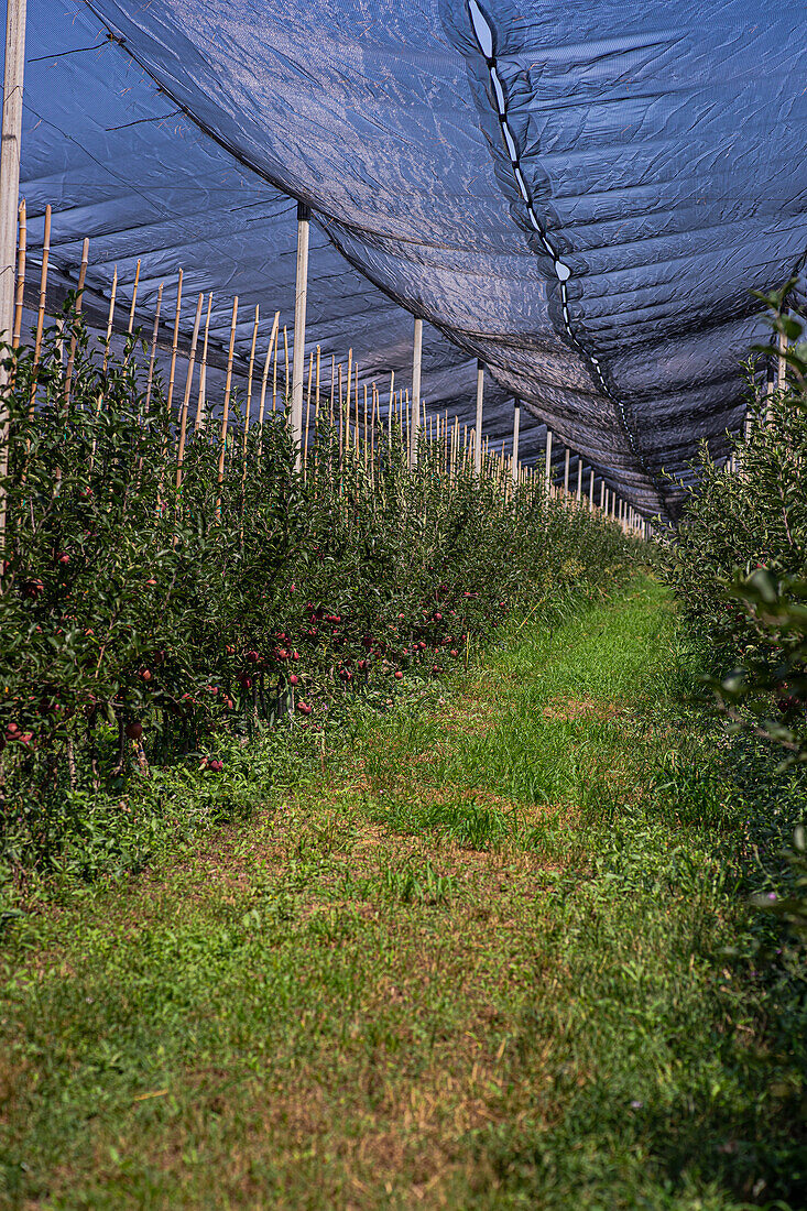 Gut organisierte Obstplantage mit Apfelbäumen in Reihen, die mit einem speziellen Netz abgedeckt sind