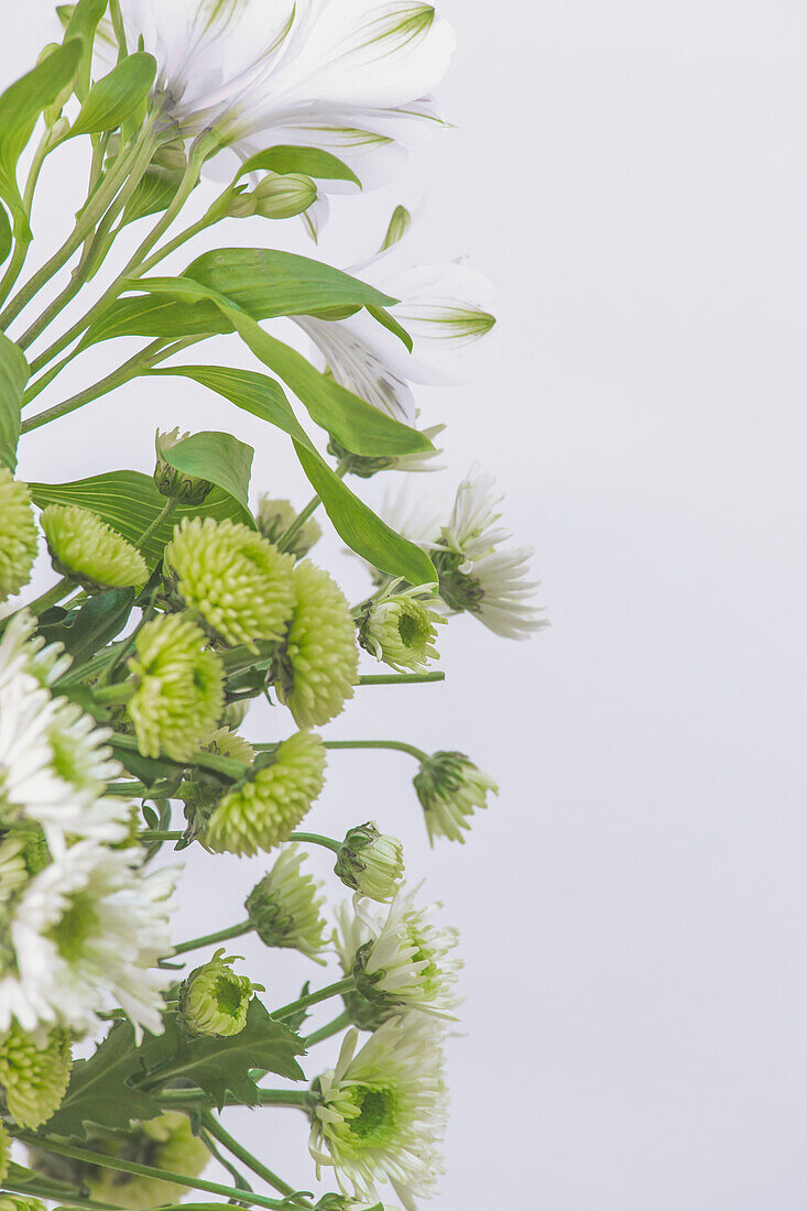 Blumenbordüre mit grünen und weißen Blütenblättern vor weißem Hintergrund. Frischer Blumenstrauß mit Lilie und Gerbera. Vorderansicht mit Kopierbereich