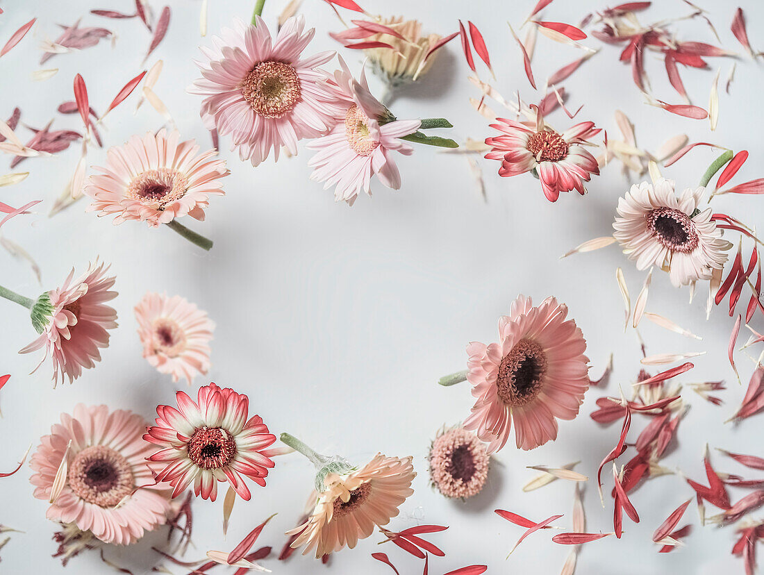 Floral frame made with flying flowers at white background. Levitating blooming of pink gerbera in circle shape. Top view.
