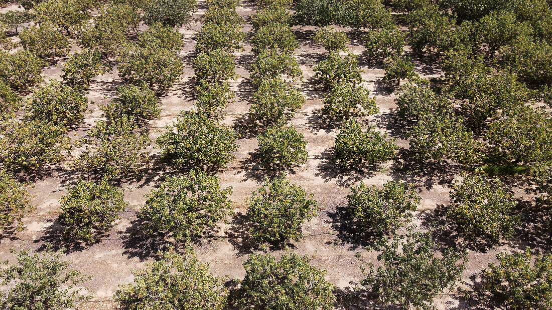 Luftaufnahme von in ordentlichen Reihen gepflanzten Pistazienbäumen auf trockenem Ackerland