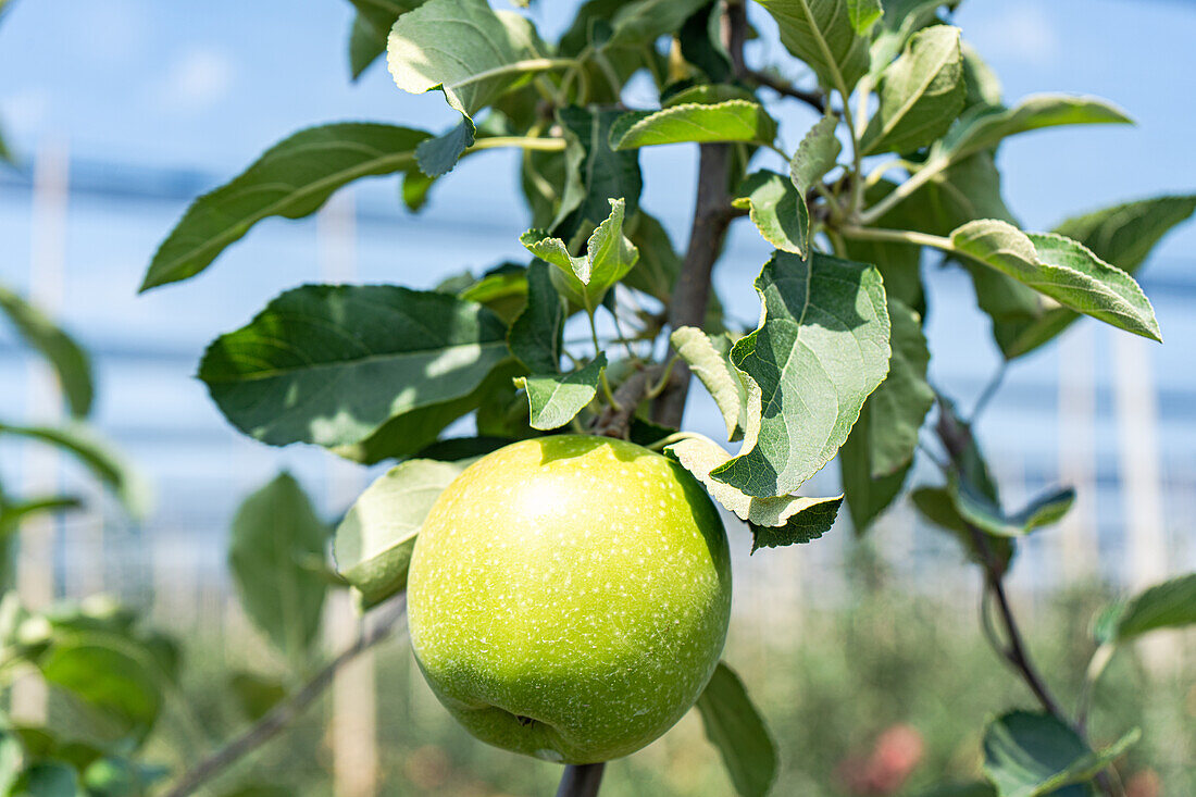 Granny Smith apple variety in the orchard ready to be harvested against blurred background