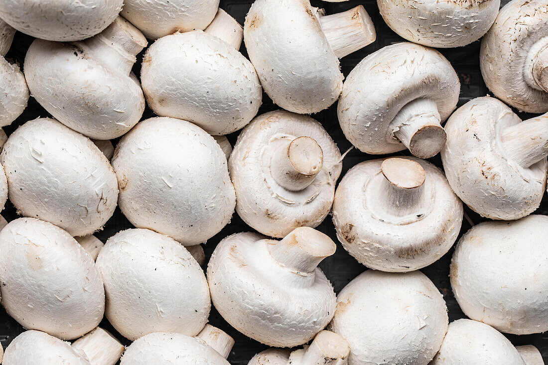 Top view of many raw white mushrooms placed close to each other as background