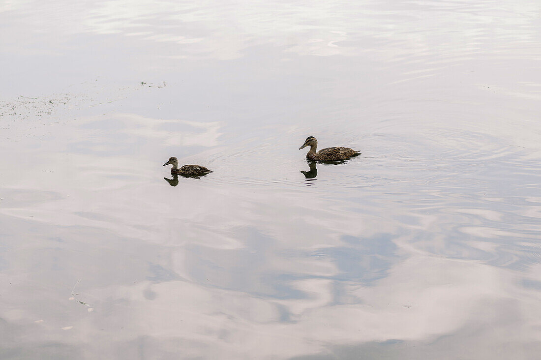 Side view of adorable wild ducks floating on surface of calm Lake Constance at sunset