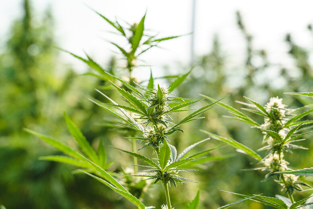Closeup of green cannabis plants with thin leaves growing in hothouse in pharmaceutical industry