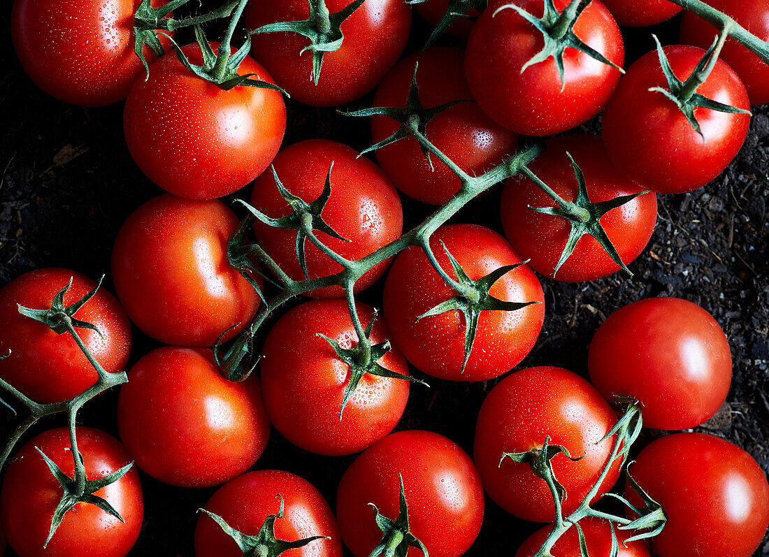 Draufsicht auf köstliche reife rote Kirschtomaten auf dem Boden in einem Bauernhof bei Tag