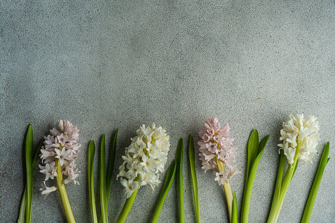 From above flat lay of color hyacinth flowers on concrete background