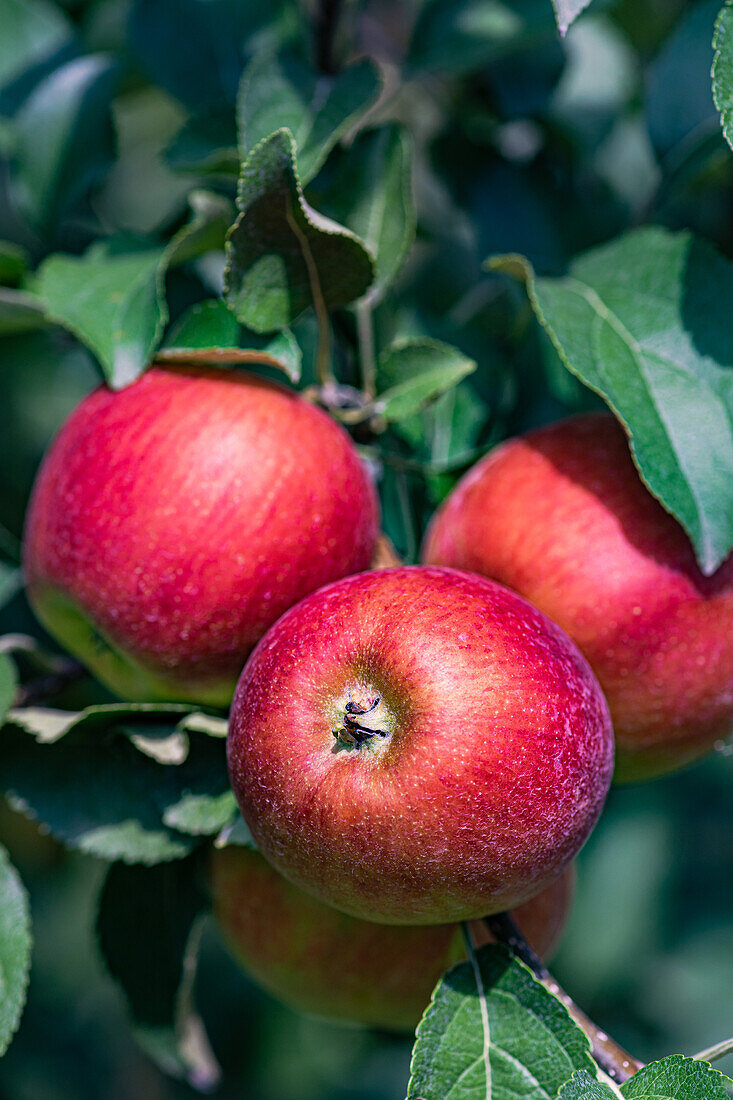 Ripe red apples in fruit orchard ready to be harvested against blurred background