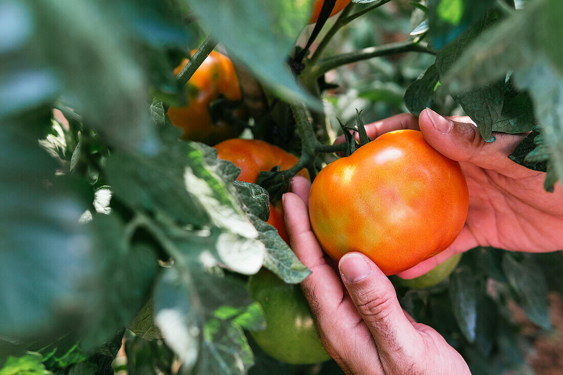 Anonymer Bauer sammelt reife frische Tomaten in einem üppigen Obstgarten in der Erntezeit im Sommer