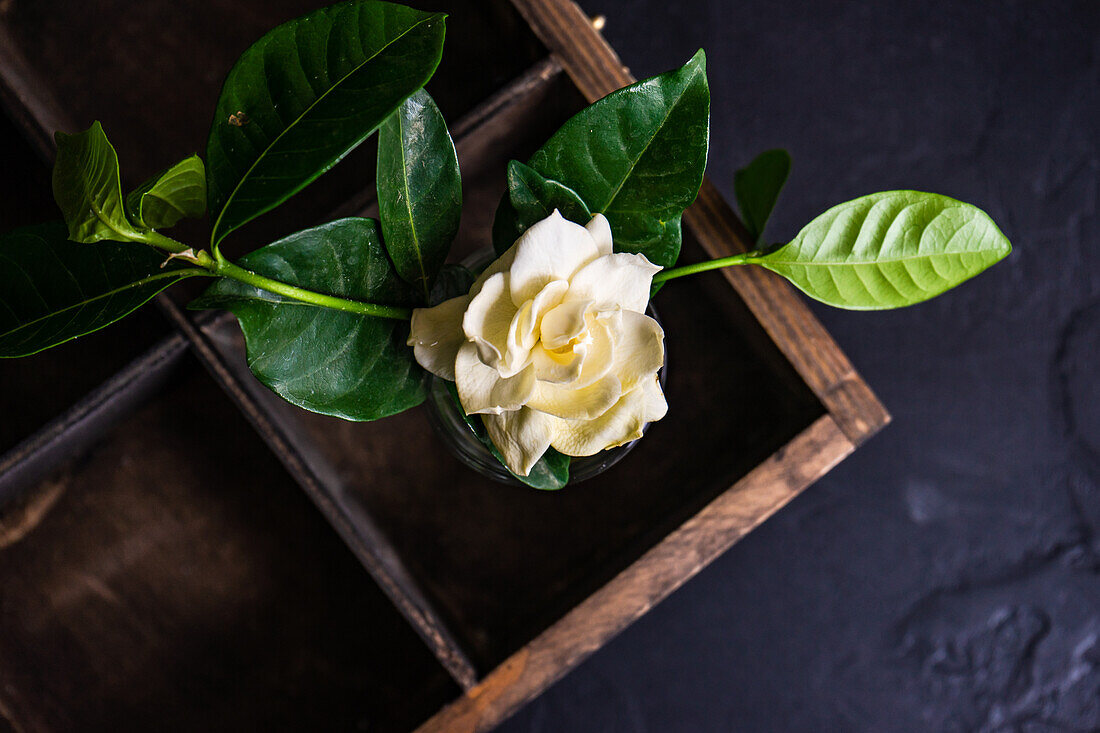 Vintage-Vase mit frischer weißer Gardenia-Blüte und Holzkiste von oben
