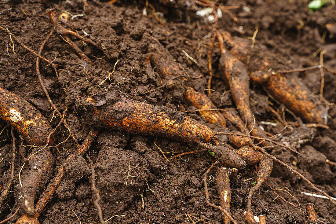 Hoher Winkel von schmutzigen Wurzeln an Maniokpflanzen, die an einem sonnigen Tag auf dem Boden einer Farm wachsen