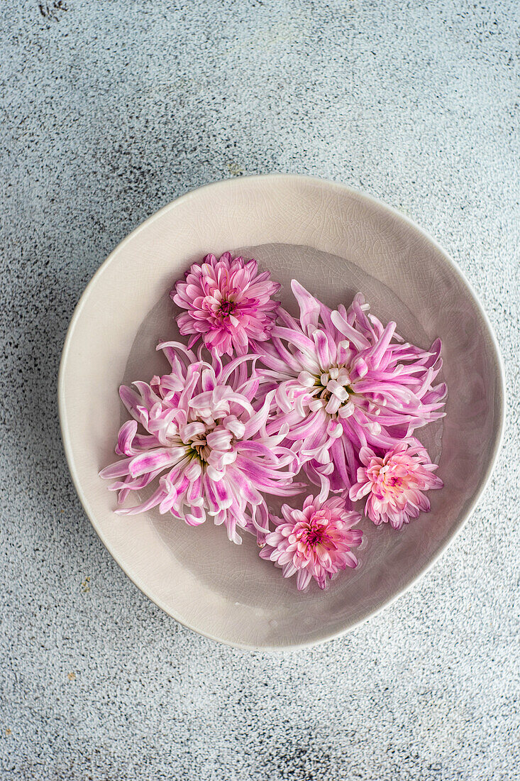 Top view of autumnal interior decoration with ceramic bowl full of lilac and purple Chrysanth flower heads
