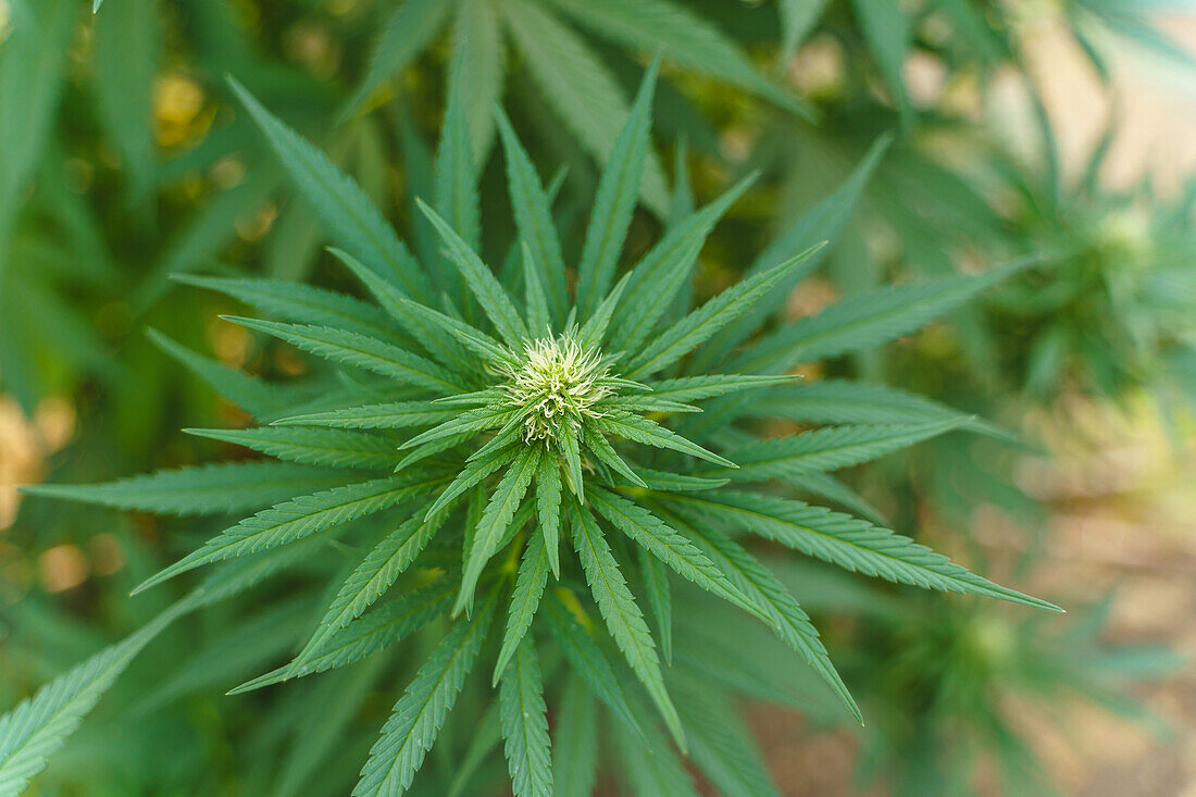 Top view of lush hemp bush with green thin leaves growing in hothouse