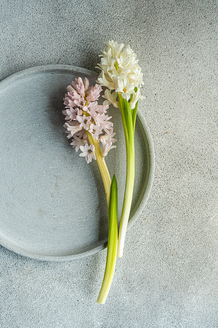 Von oben Frühlingstisch mit Hyazinthenblüte neben Keramikteller auf grauem Betontisch für festliches Abendessen