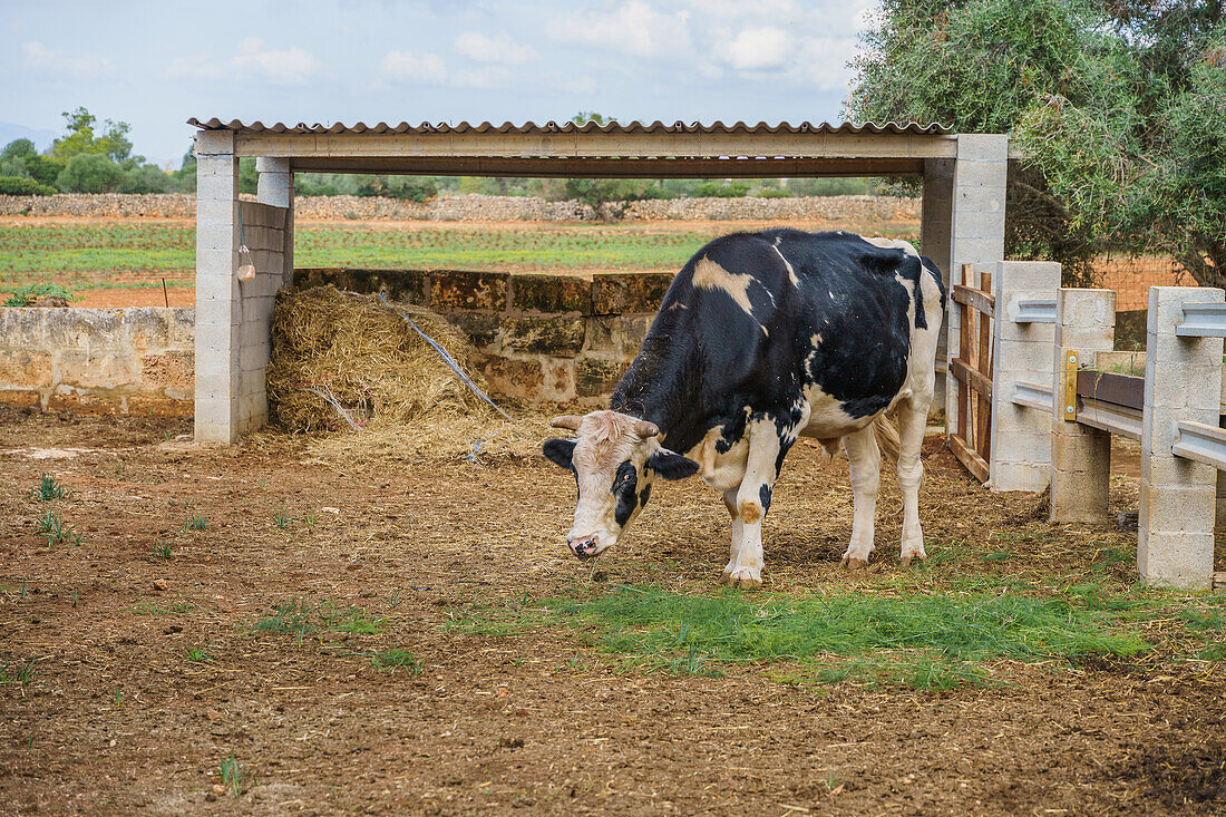 Seitenansicht einer domestizierten Kuh beim Weiden auf einer Koppel mit Heu in einem landwirtschaftlichen Dorf