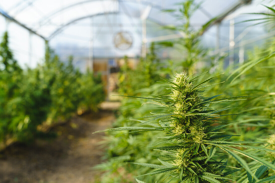 Nahaufnahme von grünen Cannabispflanzen mit dünnen Blättern, die in einem Gewächshaus in der pharmazeutischen Industrie wachsen