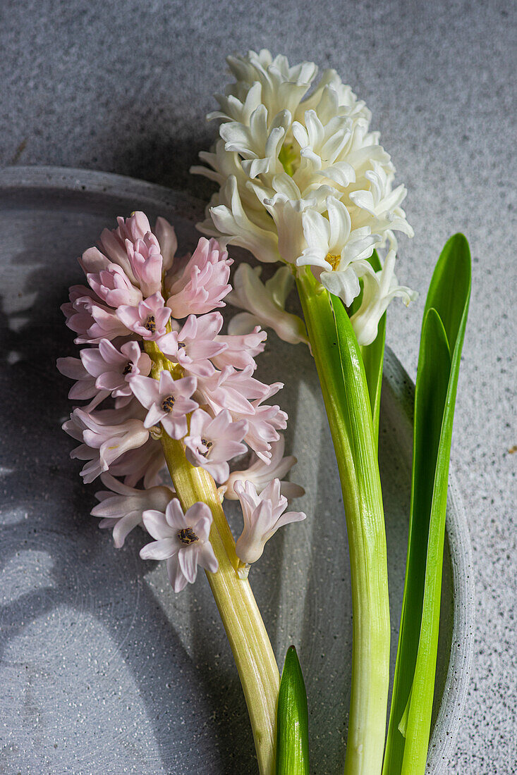 Von oben Frühlingstisch mit Hyazinthenblüte neben Keramikteller auf grauem Betontisch für festliches Abendessen
