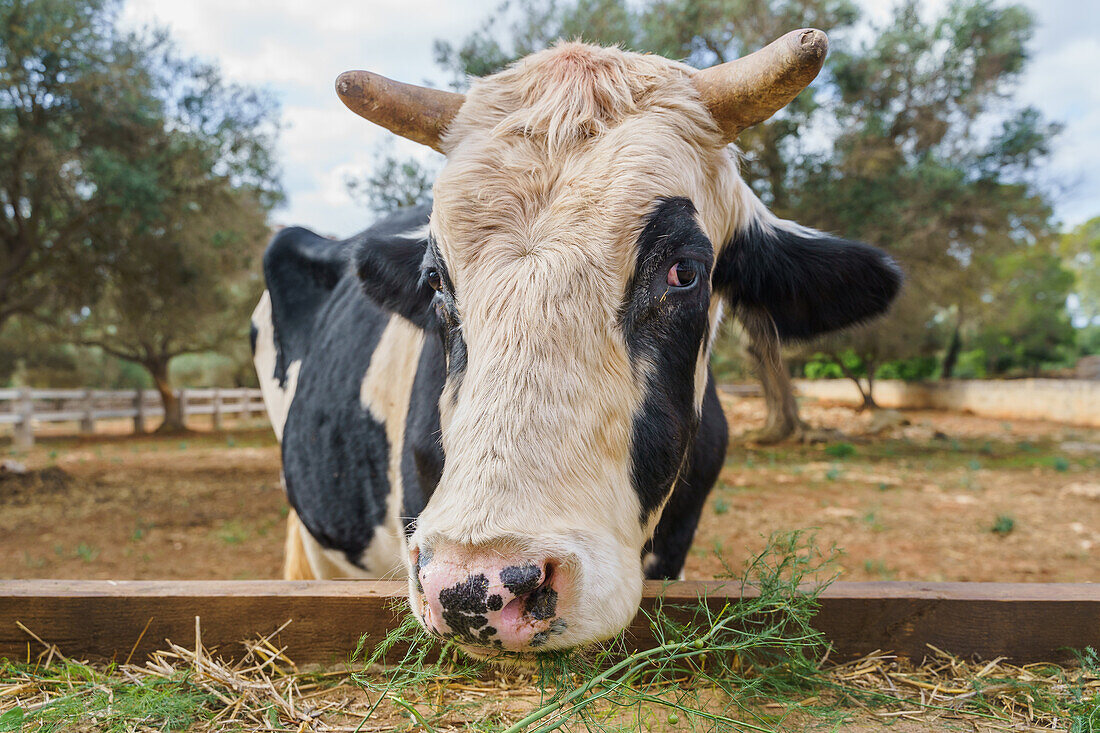 Domestizierte Kuh beim Weiden auf einer Koppel mit Heu in einem landwirtschaftlichen Dorf