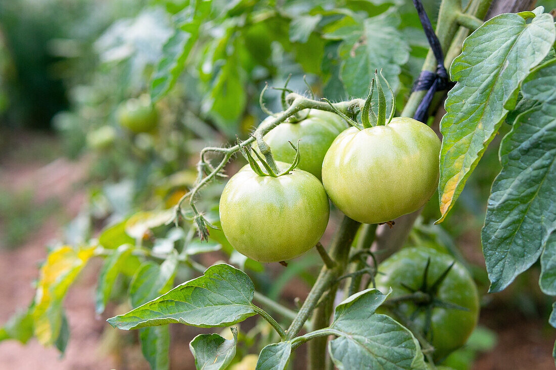 Closeup of green tomatoes growing on lush plantation in countryside in summer
