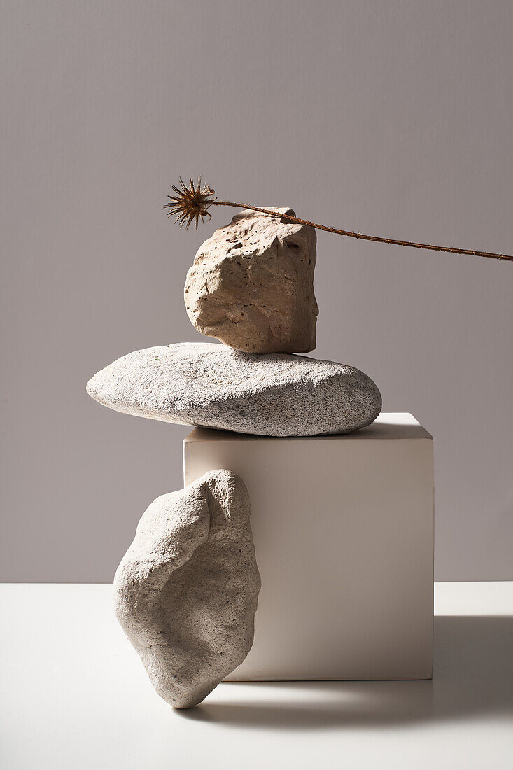 Creative stones with different shapes and surface and dried flower placed on white cube on table against white background in modern light studio
