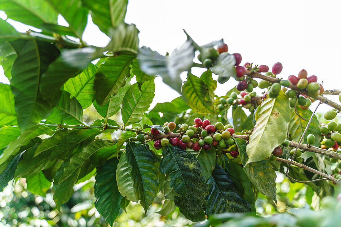 Frische rote und grüne Kaffeebeeren wachsen auf Zweigen mit üppigem grünen Laub an einem sonnigen Tag