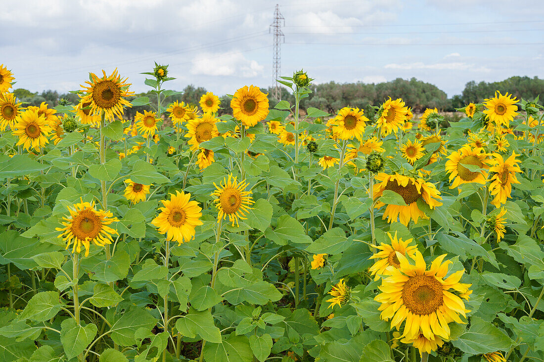Bright yellow sunflowers cultivated for edible seeds as source of oil growing in field in farm