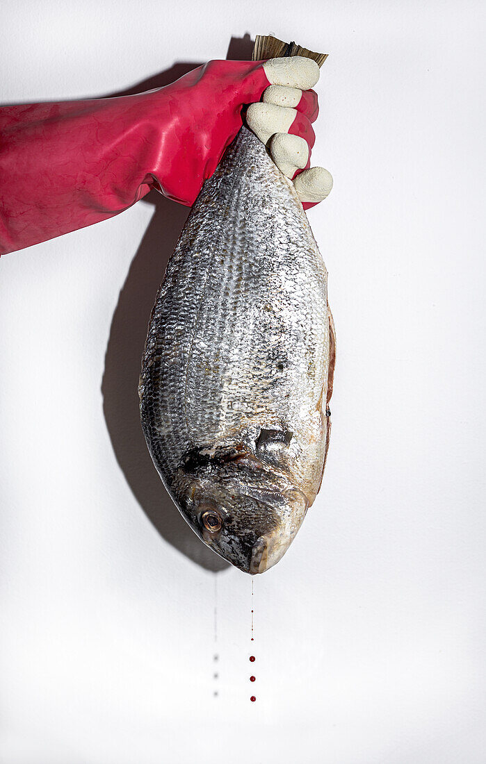 Anonyme Person in Handschuhen, die einen ganzen frischen, ungekochten Brassenfisch vor weißem Hintergrund hält
