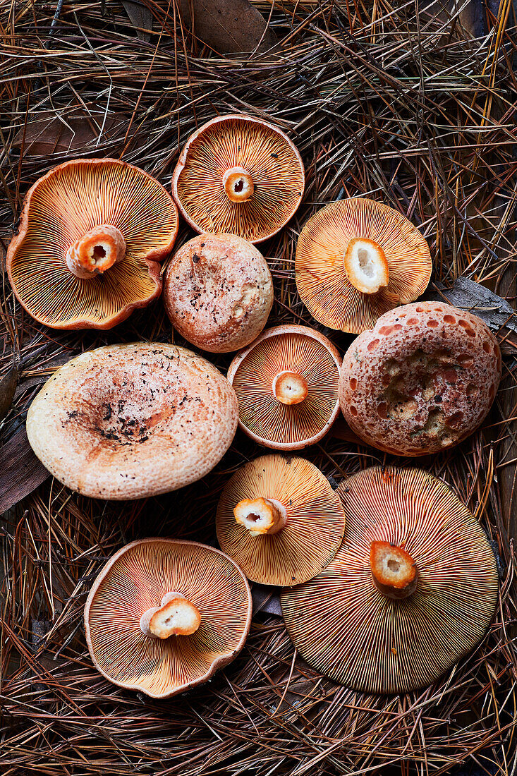 Draufsicht auf geschnittene frische Safran-Milchkappenpilze auf trockenem Gras im Wald