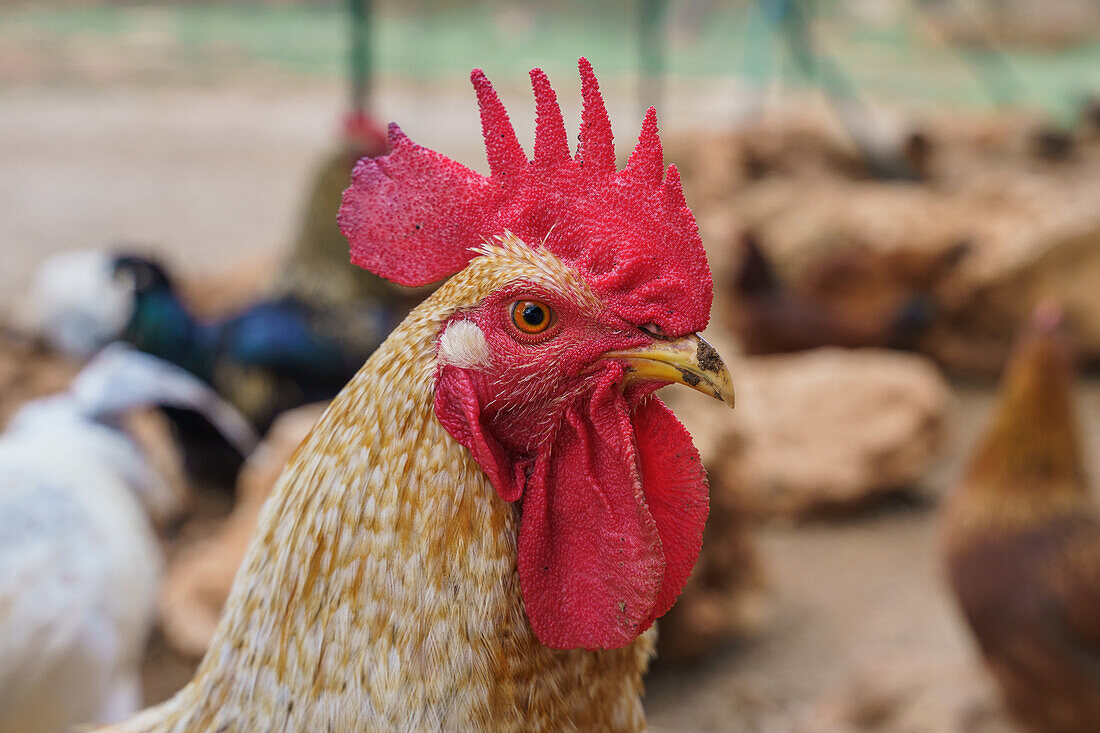 Head of chicken with red comb and pointed beak among hens in enclosure in farmyard