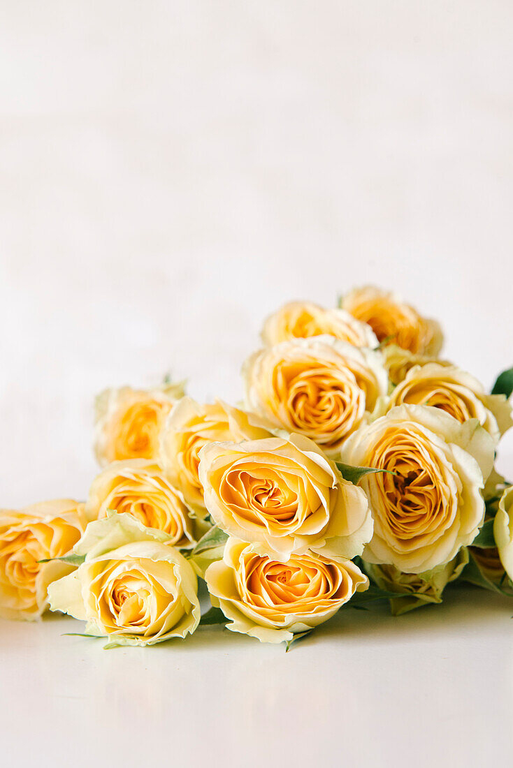 From above of bunch of gentle peach garden roses on white table in daylight