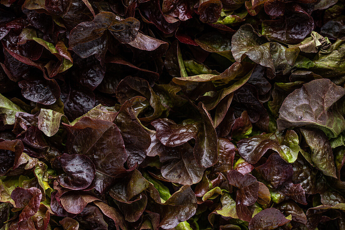 Top view full frame of fresh wet green and purple leaves of lettuce