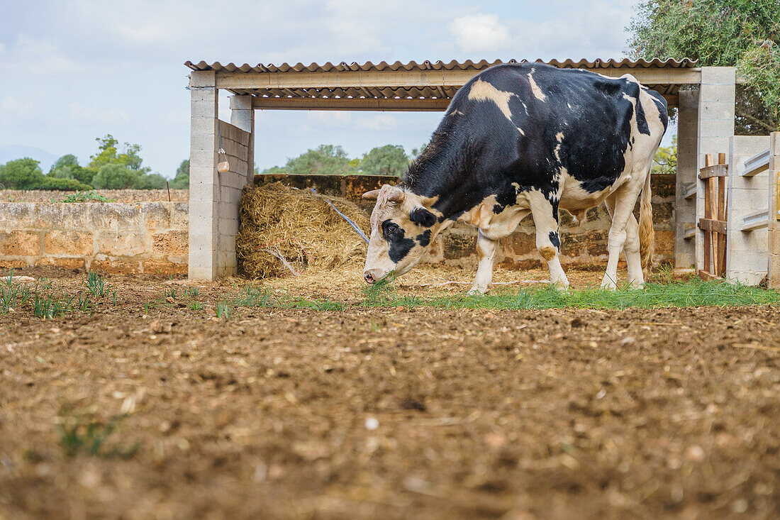 Seitenansicht einer domestizierten Kuh beim Weiden auf einer Koppel mit Heu in einem landwirtschaftlichen Dorf
