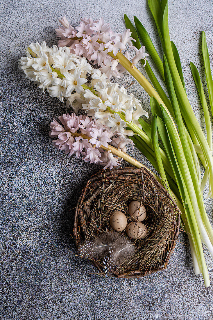 From above easter nest with eggs and hyacinth flowers on concrete background