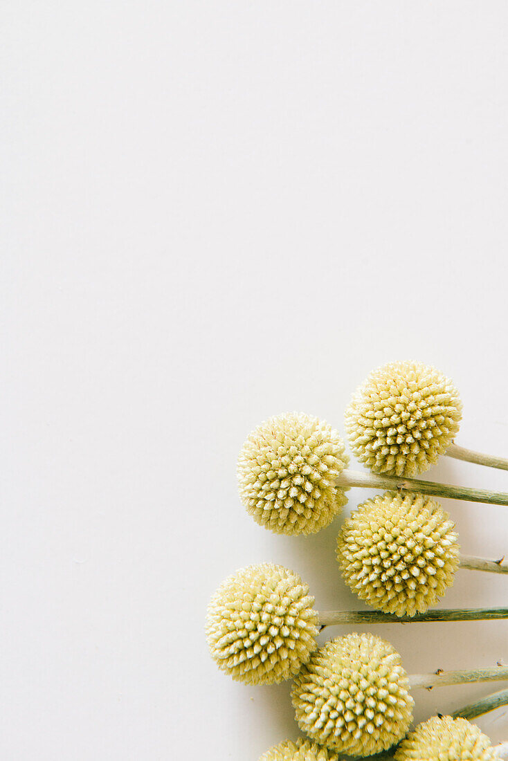 From above bunch of dry billy buttons flowering plants with spherical heads placed on white table