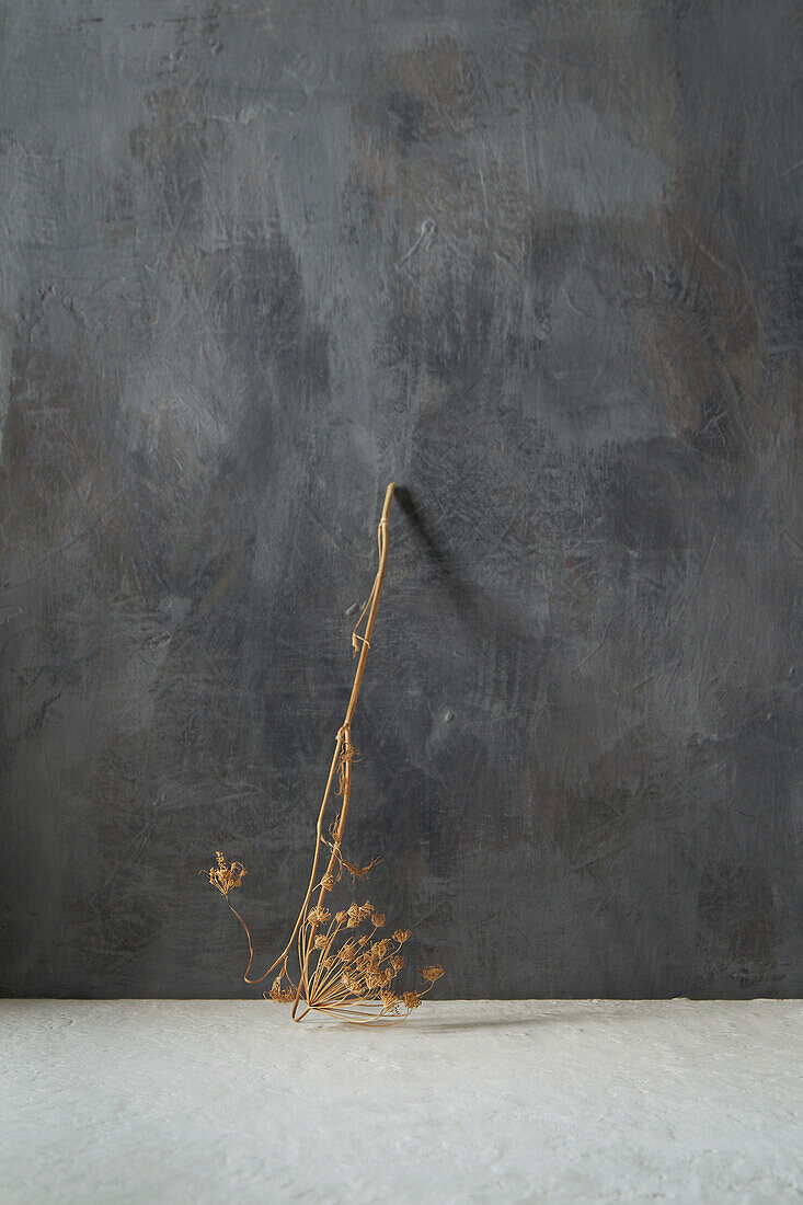 Dried plant on beige and gray concrete background