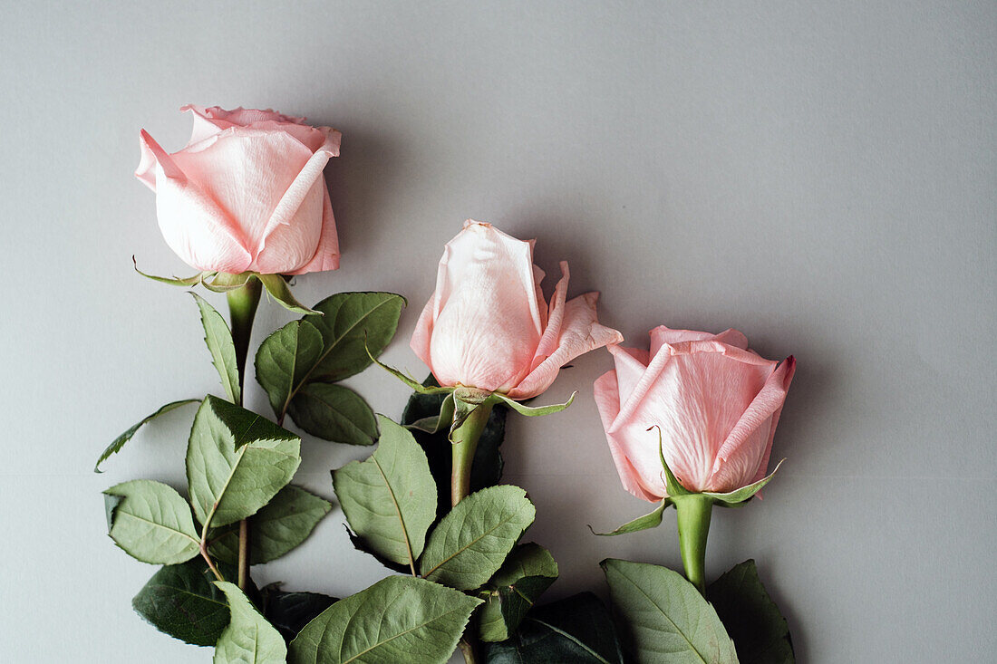 From above pink roses with green leaves lying on table