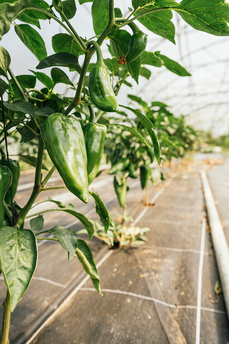Plants with peppers and wavy foliage on thin stalks growing in row in greenhouse